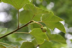 Jatropha tanjorensis